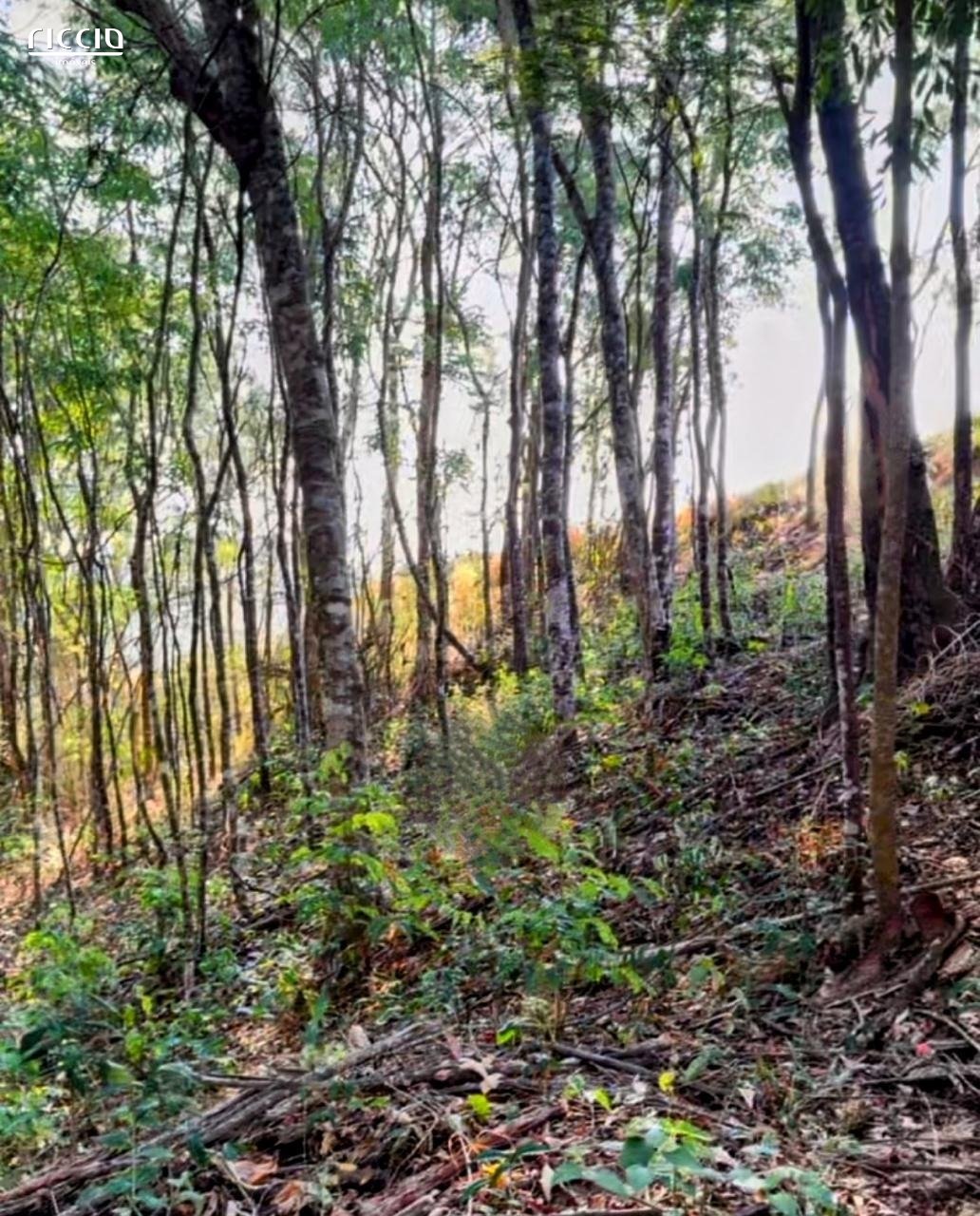 Terreno à venda no Canaã — imagem 8 de 13