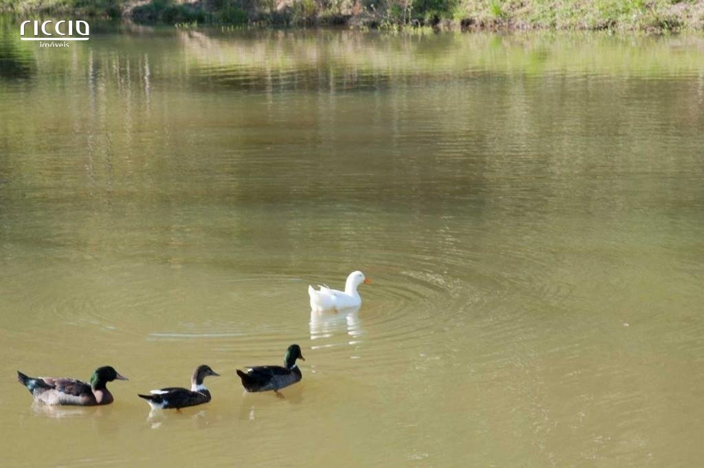Sitio à venda no bairro dos souzas — imagem 18 de 23