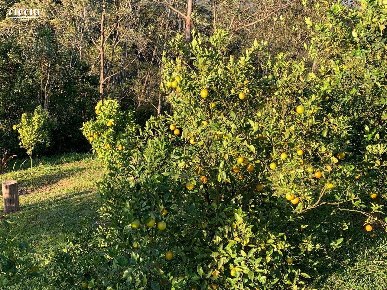 Sitio à venda no Moinho — imagem 21 de 25