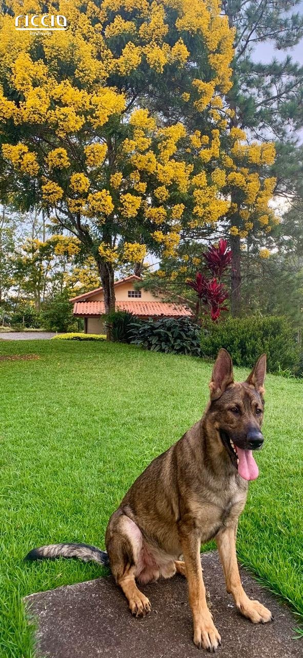 Sitio à venda no Moinho — imagem 24 de 25