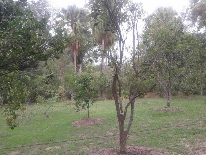 Chacara à venda no Vila Cândida — imagem 11 de 28